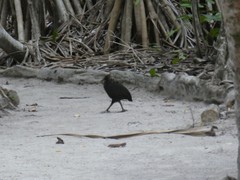 Megapodius freycinet