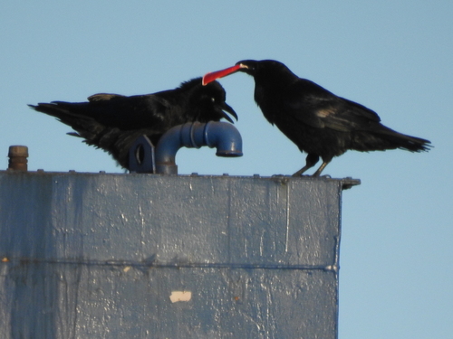 Obični gavran (Corvus corax)