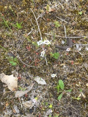 Stylidium calcaratum