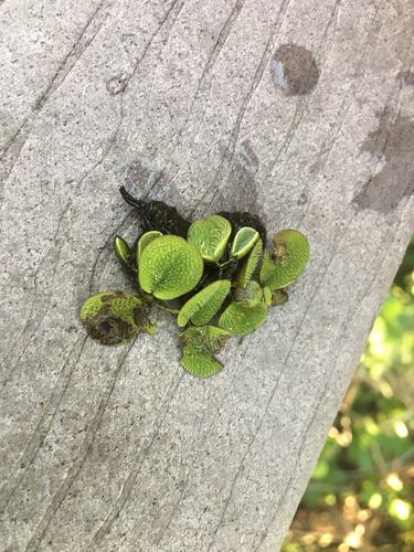 Water Spangles (Salvinia minima)