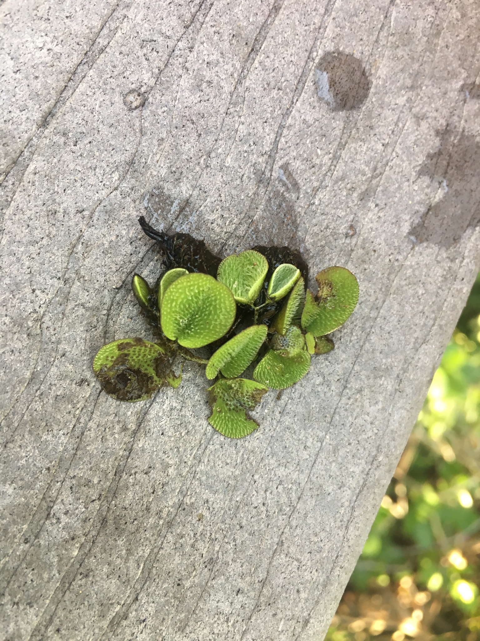 Water Spangles (Salvinia minima)