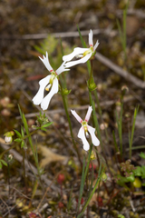 Stylidium calcaratum