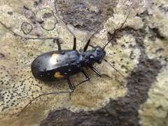 Oxycheila tristis