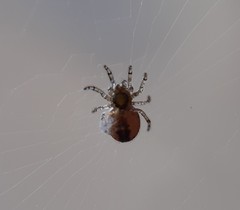 Zygiellinae