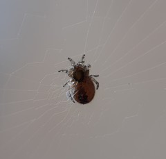 Zygiellinae