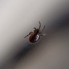 Zygiellinae