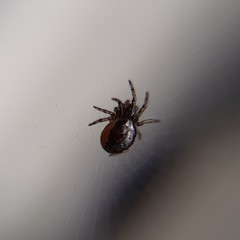 Zygiellinae
