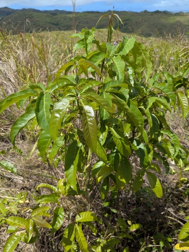 Vitex parviflora observed 2026-03-29