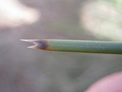 Lomandra effusa