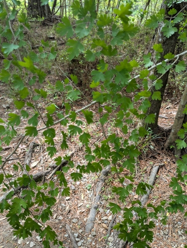 parsley hawthorn (Crataegus marshallii)