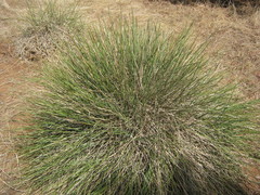Lomandra effusa