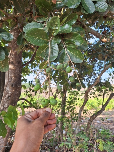 Microdesmia arborea, 2026-04-02
