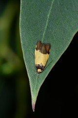 Heteroteucha kershawi