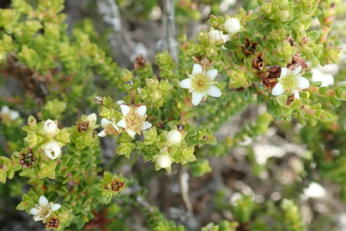 Image of Limestone Bitterbuchu (Diosma guthriei) by no rights reserved