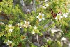 Diosma guthriei