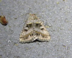 Acantholipes juba
