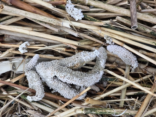 Forbes's Sea Star photographed in Delaware