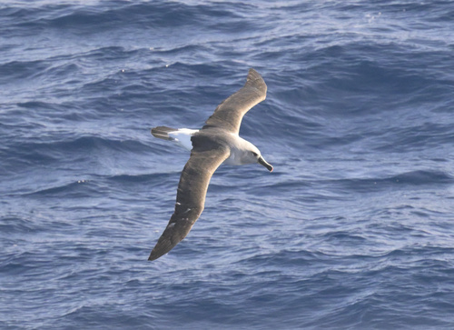 Thalassarche chrysostoma, 2026-04-02