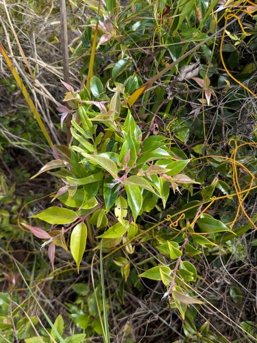 Decaspermum fruticosum observed 2026-03-29