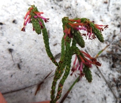 Erica innovans