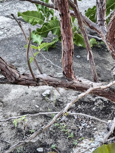 Sandpaper tree (Curatella americana)