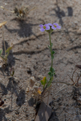 Harmsiodoxa puberula