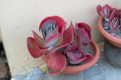 Kalanchoe luciae