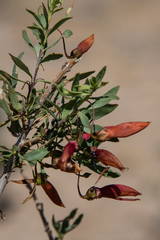 Eremophila maculata