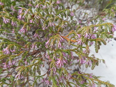 Erica innovans