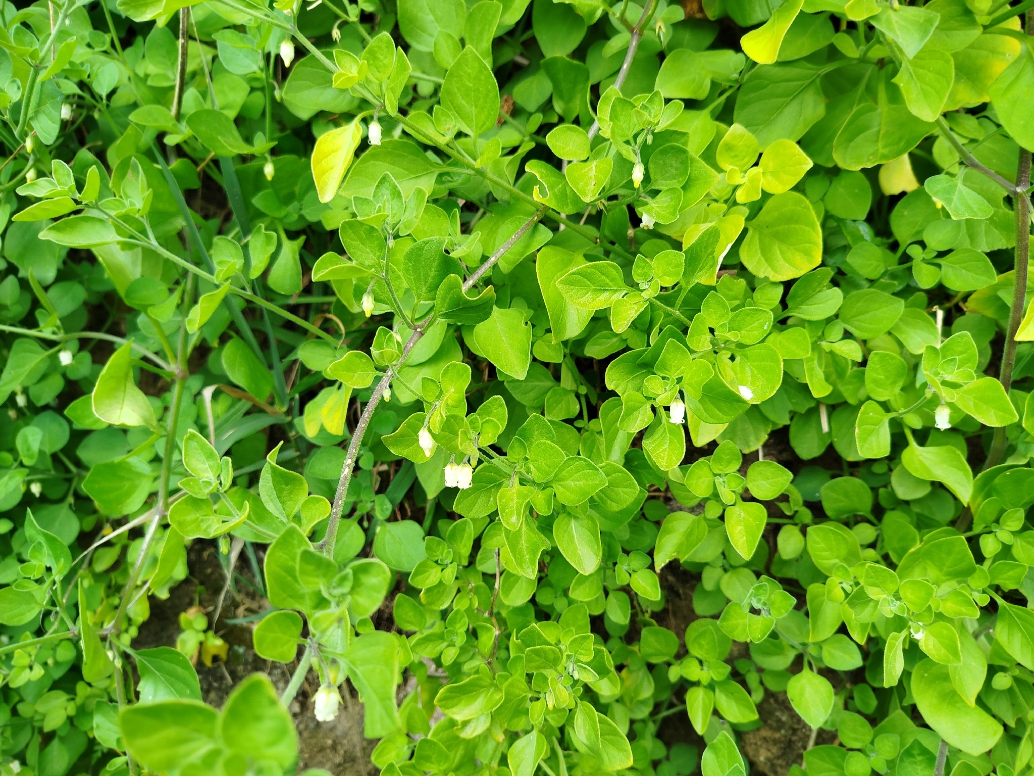 Lily Of The Valley Vine (Salpichroa origanifolia)