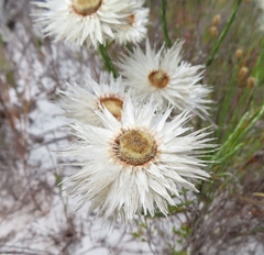 Edmondia