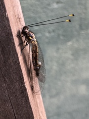 Suhpalacsa subtrahens