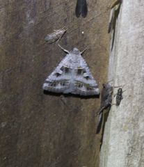Acantholipes juba