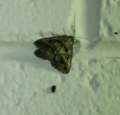 Acantholipes trajecta