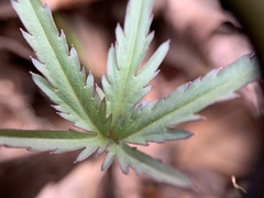 Cardamine concatenata