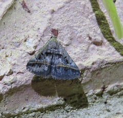 Acantholipes trajecta