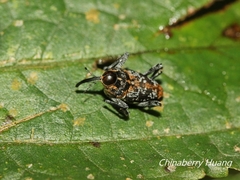 Mecopus bispinosus