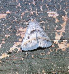 Acantholipes trajecta