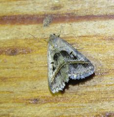 Acantholipes trajecta
