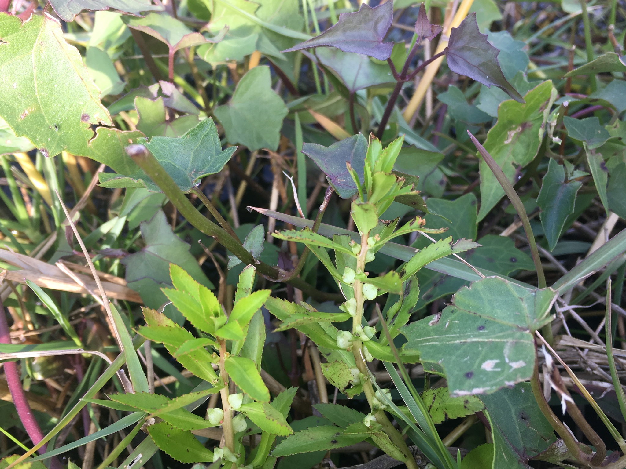 Marsh Mermaidweed (Proserpinaca palustris)