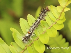 Dendrolimus punctata