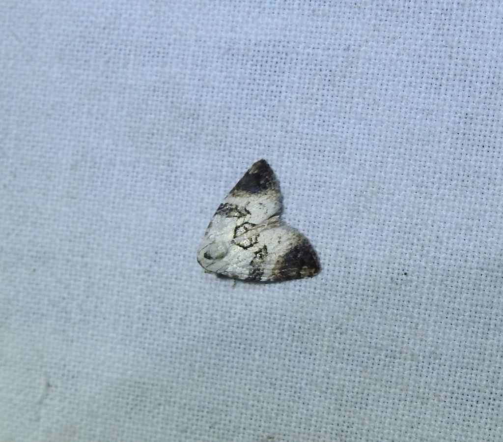 Acatapaustus atrinota