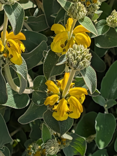 Jerusalem Lampwick (Phlomis fruticosa)