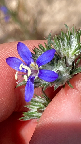Sapphire Woollystar (Eriastrum sapphirinum)