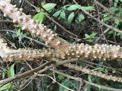 Hura crepitans