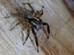 Asaphobelis physonychus