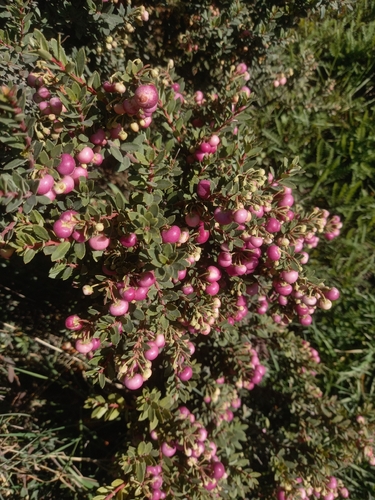 Gaultheria mucronata (Gaultheria mucronata)