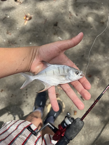 Trachinotus rhodopus