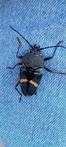 Megaderus stigma