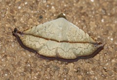 Eublemma perversicolor